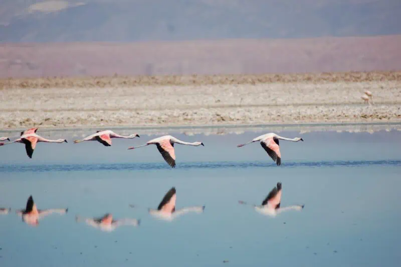 Deserto do Atacama - Salar de Atacama - Foto blaxxtock - Credits divulgação