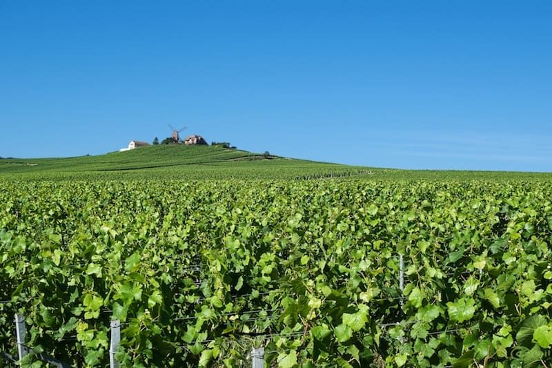 Wine & Food Tour in France