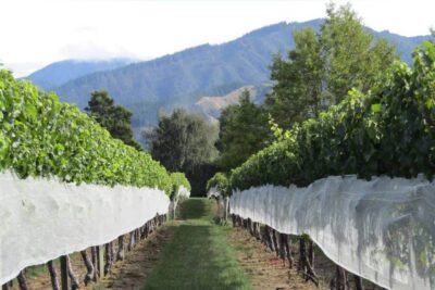 Nova Zelândia - Vinho e Eu - Foto divulgação