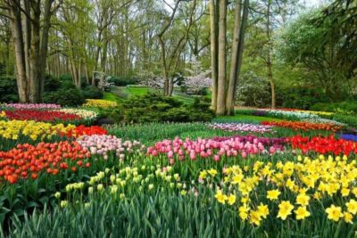 parque de keukenhof foto: divulgação