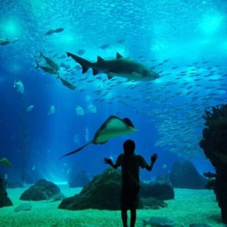 Lisboa Oceanário para quem viaja com crianças