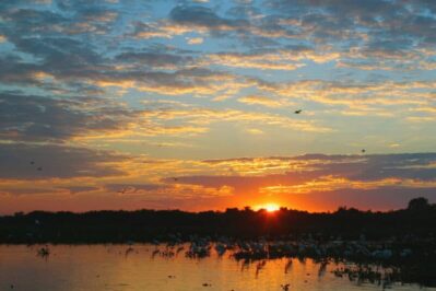Pantanal - Mato Grosso do Sul - Foto divulgação
