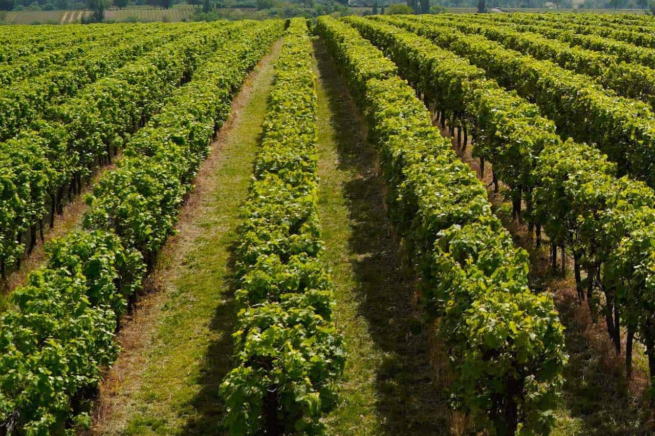 Vinhos dos Balcãs - Foto: divulgação