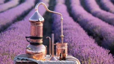 fragrance making lavender perfume foto french side travel