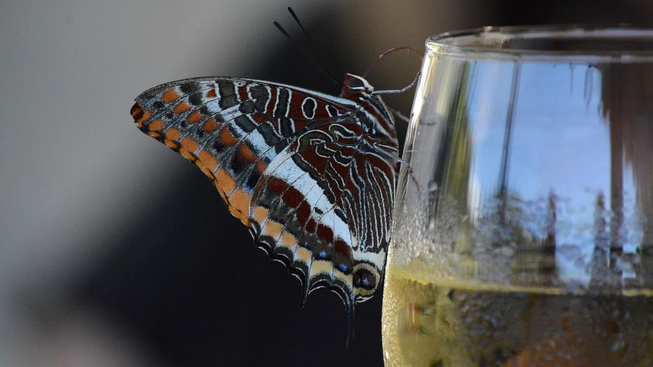 TAP prepara welcome drink genuinamente português