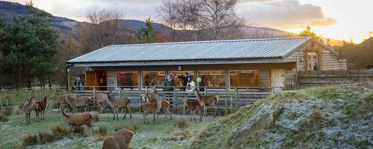 the red deer experience, highland safaris in aberfeldy, perthshire. © visitscotland : kenny lam