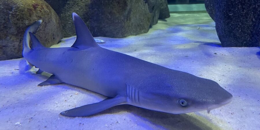 AquaRio abre votação para escolher o nome AquaRio abre votação para escolher o nome