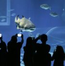 aquario celebra a páscoa 00