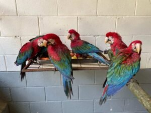 araras vermelhas antes de serem encaminhadas para o parque das aves crédito semil