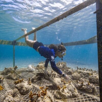 técnica regenerativa implanta fragmentos de corais em berços feitos com materiais biodegradáveis (foto filipe cadenadivulgação)