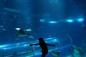 aquario promove sessão azul credits divulgação
