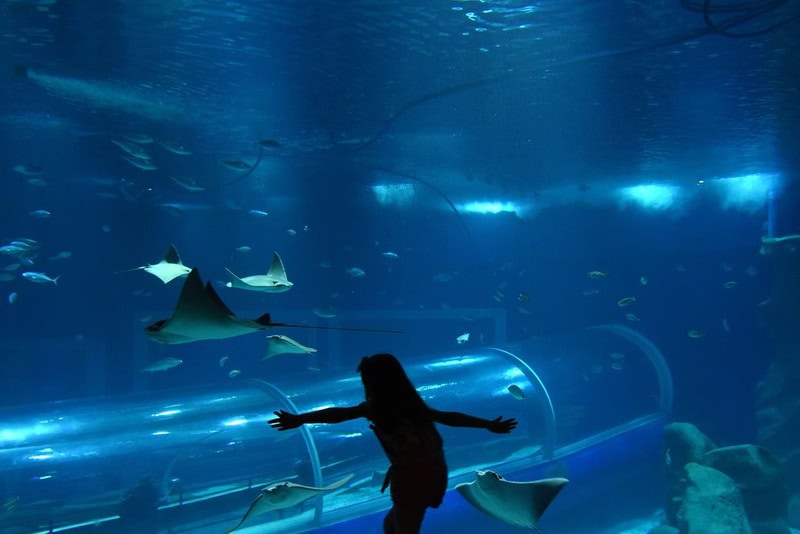 aquario promove sessão azul credits divulgação