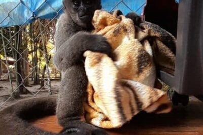 Macacos-barrigudos transportados gratuitamente