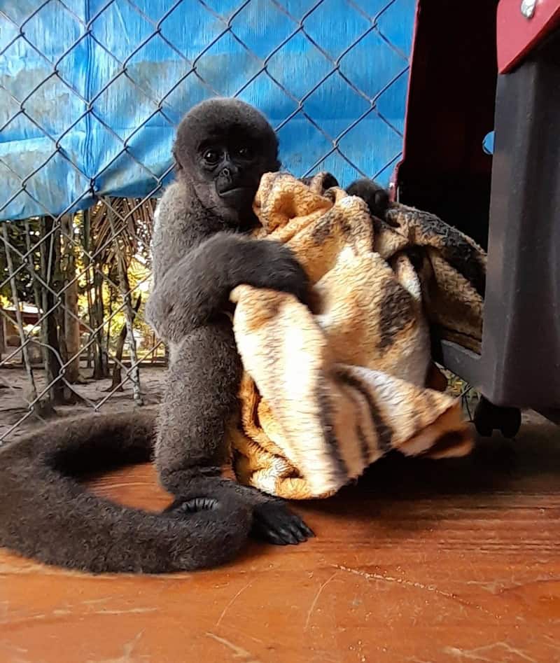 fêmeas de macaco barrigudo transferidas do cetas de manaus para o zoológico de sorocaba (sp) crédito louise maranhão