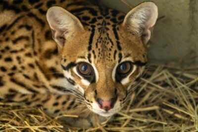 jaguatirica, em cuiabá, antes de ser transportada pelo avião solidário da latam crédito divulgação zoológico de são paulo