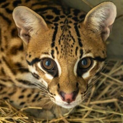 jaguatirica, em cuiabá, antes de ser transportada pelo avião solidário da latam crédito divulgação zoológico de são paulo