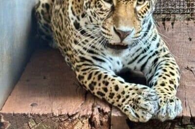 onça pintada transferida do bioparque vale amazônia para zoológico de são paulo crédito nereston camargo