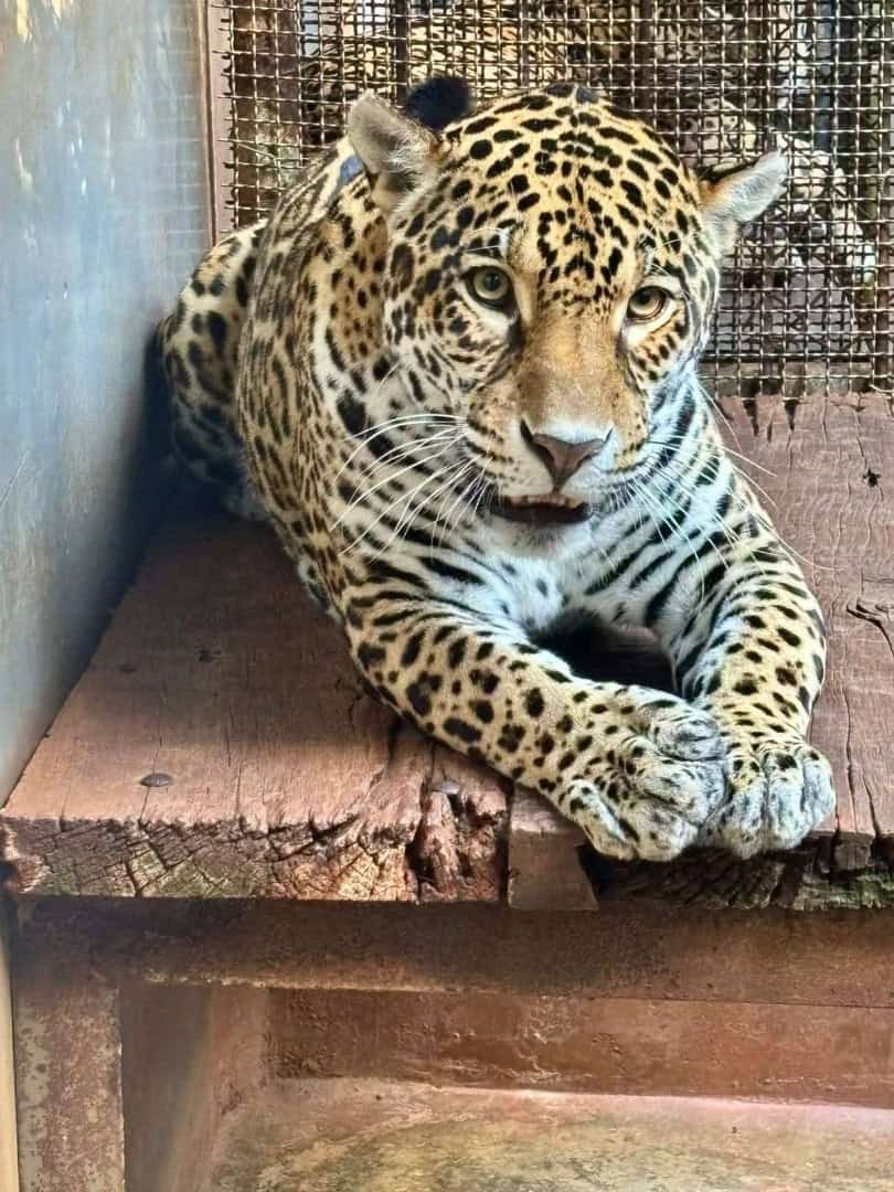 onça pintada transferida do bioparque vale amazônia para zoológico de são paulo crédito nereston camargo