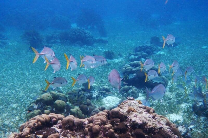 Belize - Snorkeling Hol Chan Marine Reserve - Credits SNORKELINGDIVES