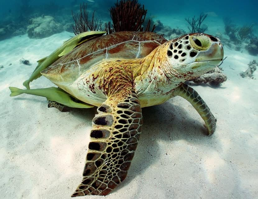 Mahogany Bay Resort and Beach Club – BarrierReefDive.jpg mahogany bay resort and beach club barrierreefdive