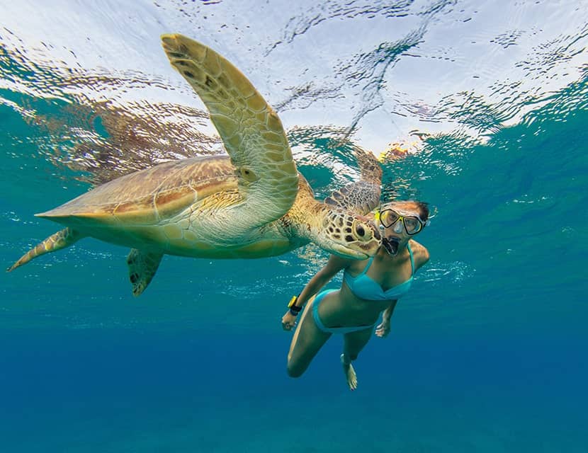 Mahogany Bay Resort and Beach Club – Snorkle.jpg mahogany bay resort and beach club snorkle