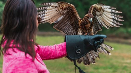 8 interação entre aves domesticadas e os visitantes é oferecida pela atração (foto divulgaçãoescola de falcoaria)