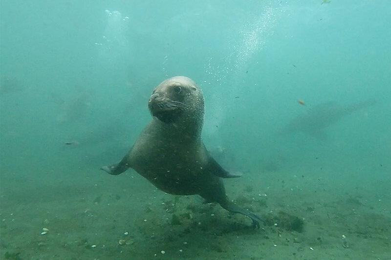Mergulho e snorkel no Canal de Beagle (o ano todo)