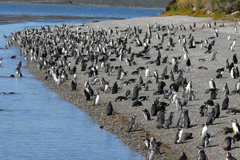 Navegação até a Ilha Martillo, ou mais conhecida como Colônia de Pinguins, recomendada de abril a outubro