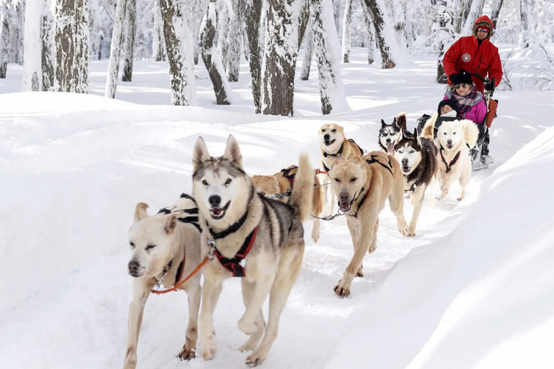 Passeio de trenó puxado por huskies siberianos e passeio pelo Husky Park