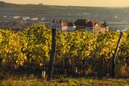 colheita da uva eventos vitivinícolas credits visitczechia