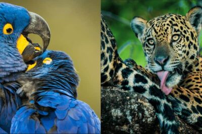 publicações mostram belezas encontradas por quem faz o safári no brasil (fotos national geographic creative works)