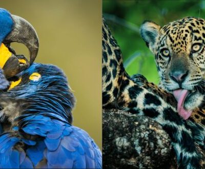 publicações mostram belezas encontradas por quem faz o safári no brasil (fotos national geographic creative works)