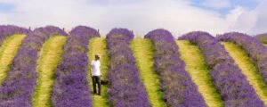 scottish lavender oils, perthshire. © visitscotland kenny lam