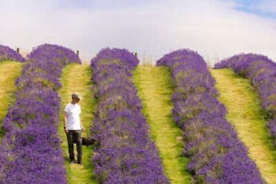 scottish lavender oils, perthshire. © visitscotland kenny lam