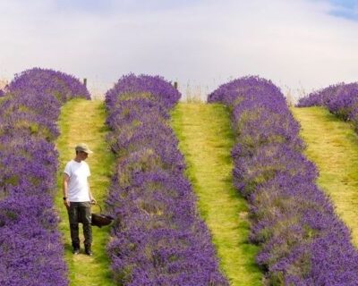 scottish lavender oils, perthshire. © visitscotland kenny lam