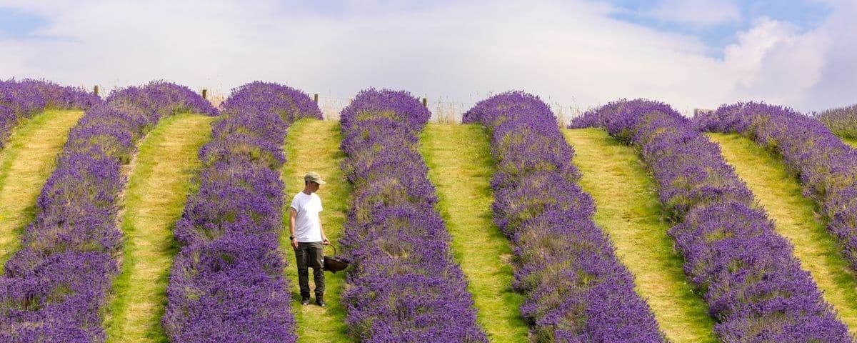 scottish lavender oils, perthshire. © visitscotland kenny lam