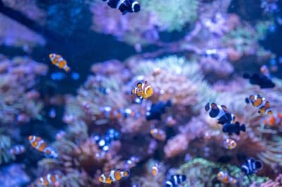 AquaRio promove parceria com o Projeto Grael