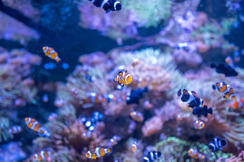 aquario promove parceria com o projeto grael para o dia mundial de limpeza das Águas credits aquario