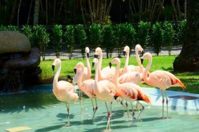 Flamingos em um ambiente de parque natural, enfeitando a paisagem com beleza exótica e atraente.