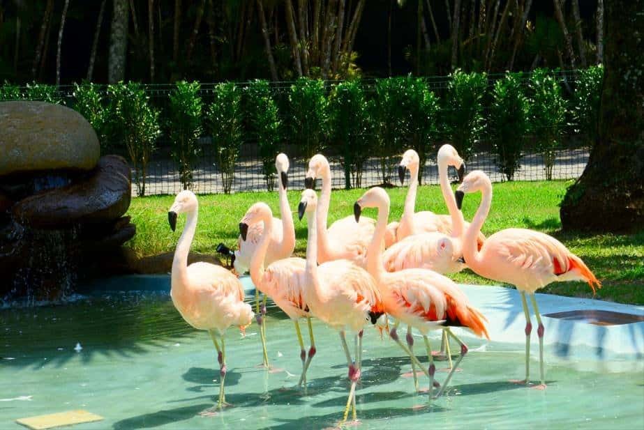 Flamingos em um ambiente de parque natural, enfeitando a paisagem com beleza exótica e atraente.
