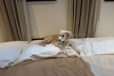 hilton oferece estada completa para que hóspedes e seus pets créditos divulgação