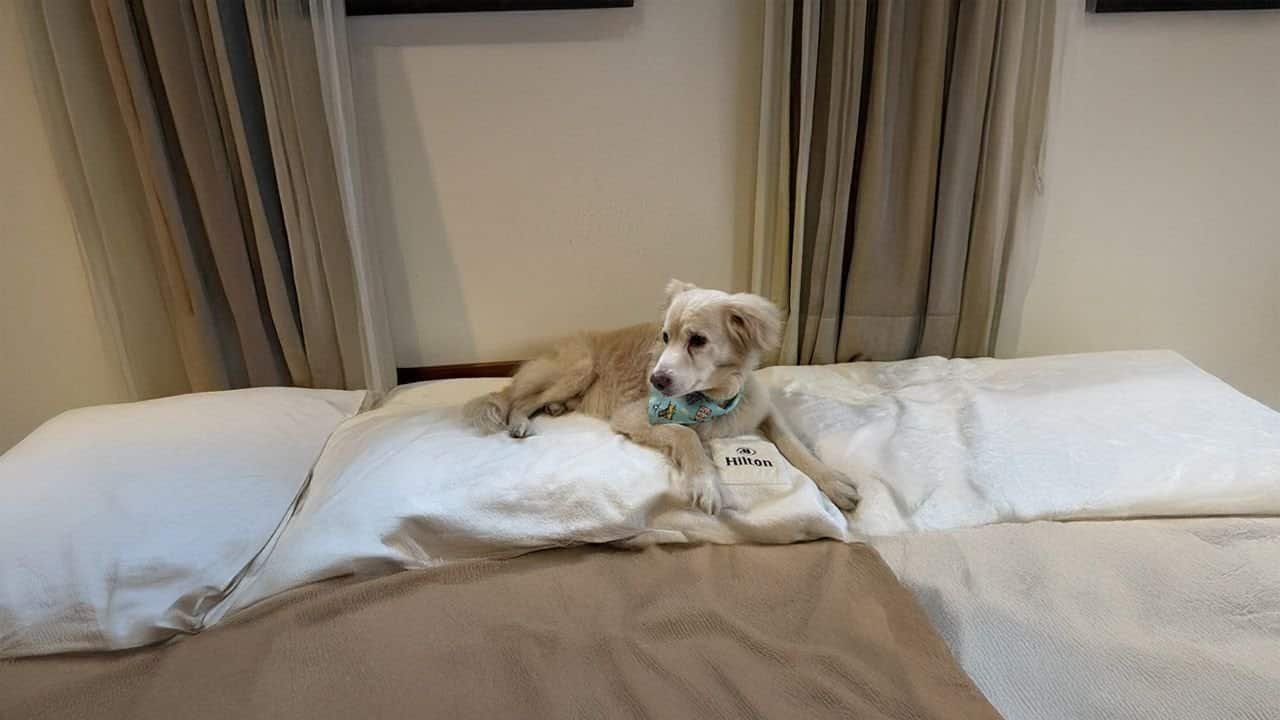 hilton oferece estada completa para que hóspedes e seus pets créditos divulgação