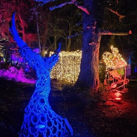 1 – Winter Woods at Oban Winter Festival. © Oban Winter Festival.jpg 1 winter woods at oban winter festival. © oban winter festival
