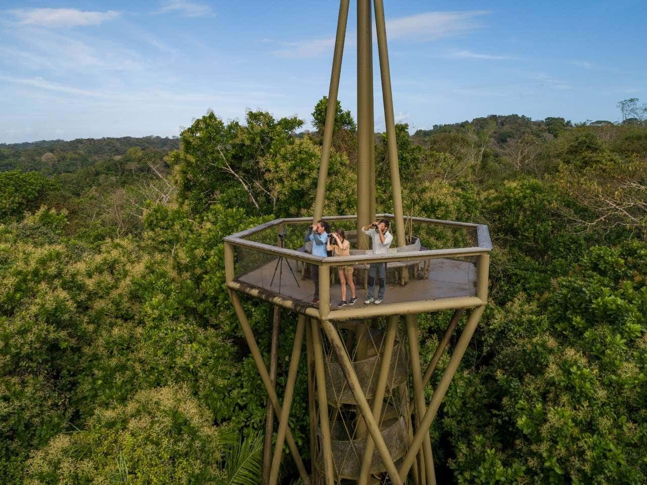 birdwatching at gamboa rainforest reserve tower, panama city, panamá