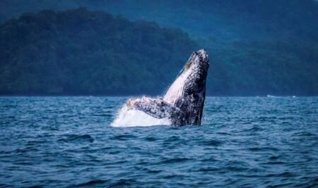 coiba é um paraíso natural