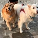 zaffiro elettra credits suoviaggio