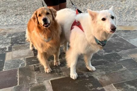 Pets na praia exigem cuidados Pets na praia exigem cuidados