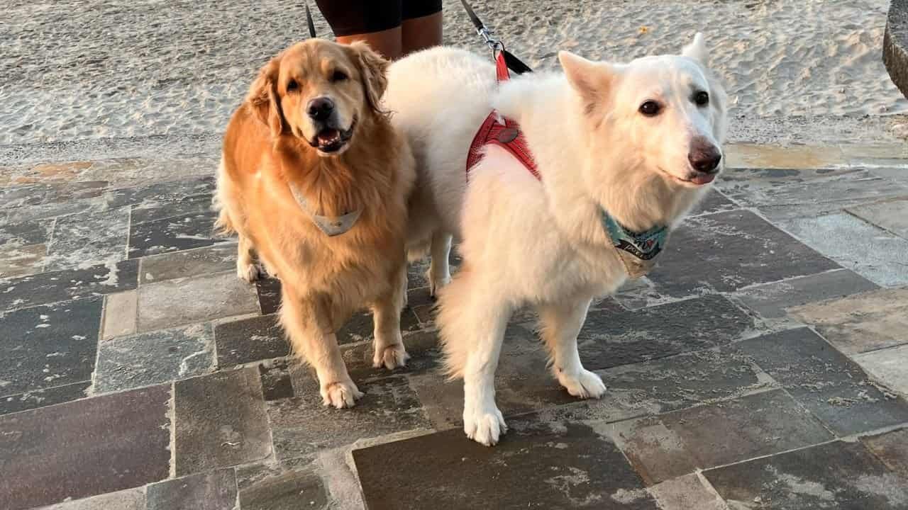 zaffiro elettra credits suoviaggio