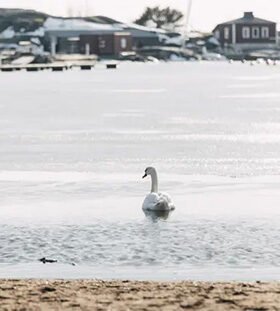 Nadando em lago congelado com casas ao fundo 1 o mar báltico é uma questão comum para todo o turismo finlandês credits visit finland