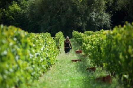 Enoturismo no Uruguai Enoturismo no Uruguai